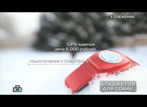 Эдгард Запашный оценил GPS-ошейник X-pet