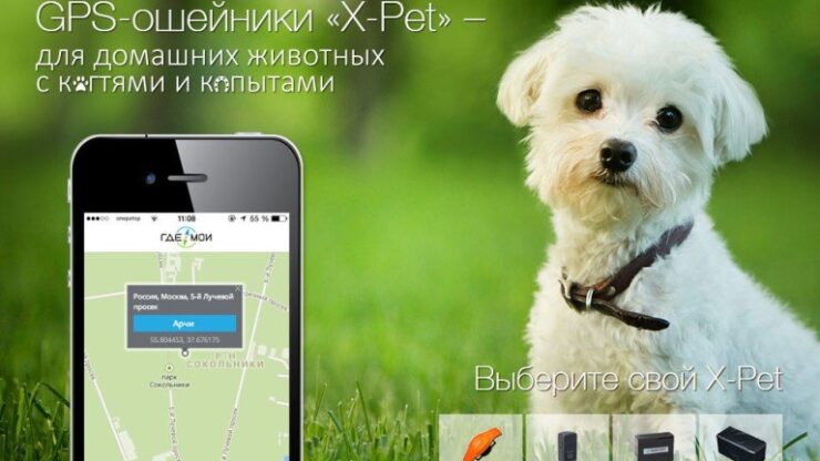 GPS-трекинг питомцев становится всё популярнее