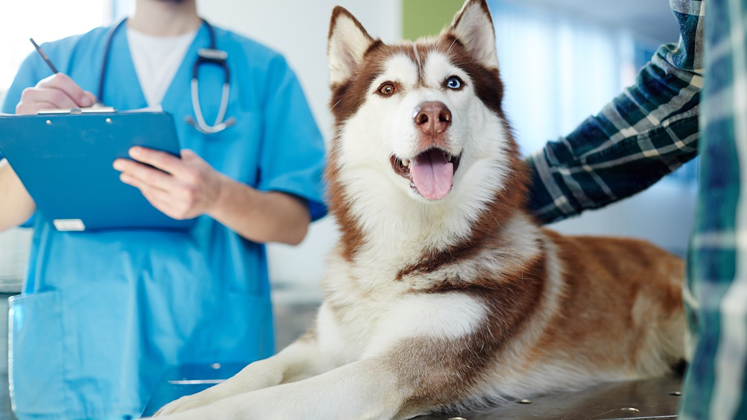 Ветеринарная клиника — врачи и курьеры